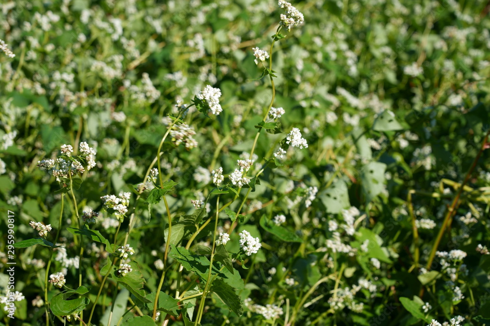 White flowers in autumn buckwheat field