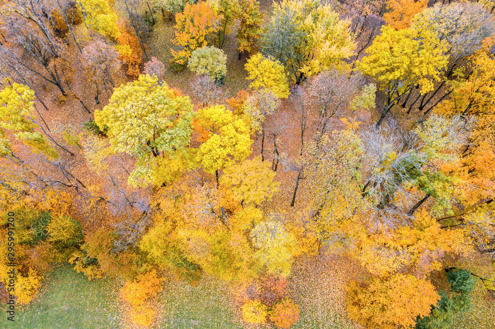 autumnal trees with colorful seasonal foliage in vibrant colors. bright fall landscape aerial view autumnal trees with colorful seasonal foliage in vibrant colors. bright fall landscape aerial view