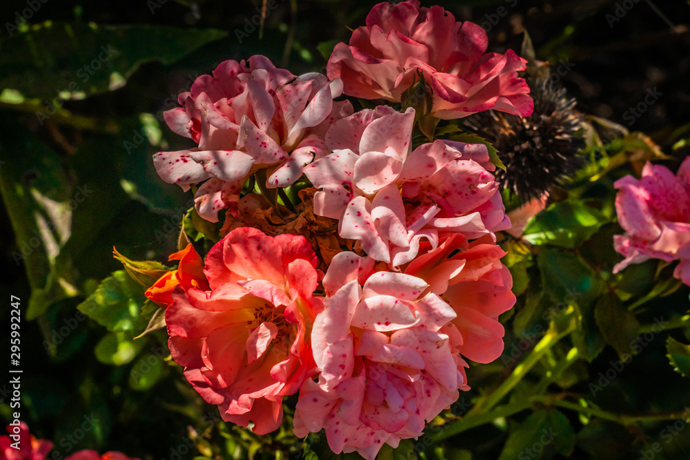 spotted pink and coral roses