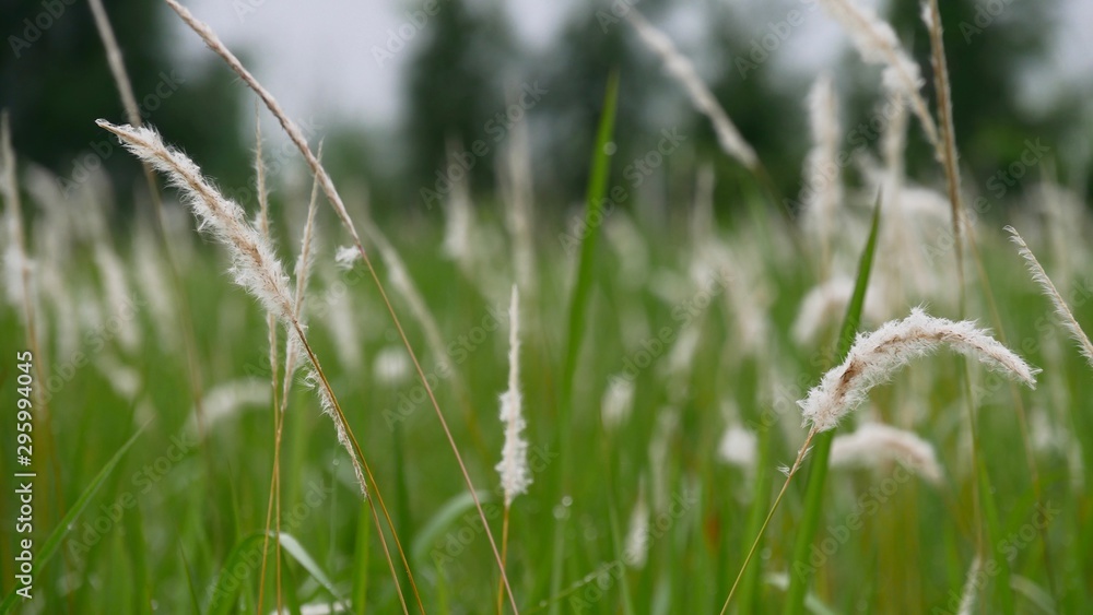 Blurry grass flower in grass field Blurry grass flower in grass field