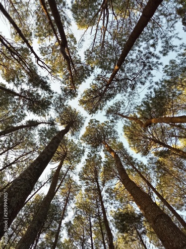 Pine tree forest in Yogyakarta, Indonesia