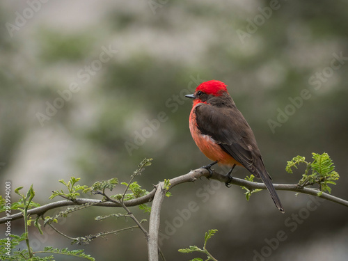 A vermilion flycatcher on the branches of a tree © Jose Guillermo H.