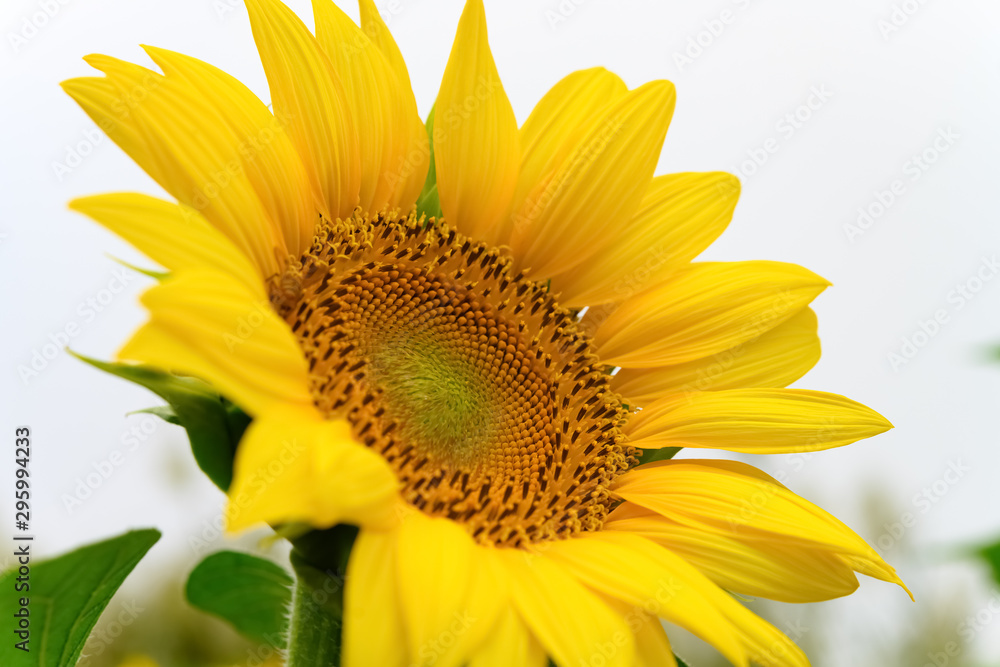 Naklejka premium blooming sunflower close up on field