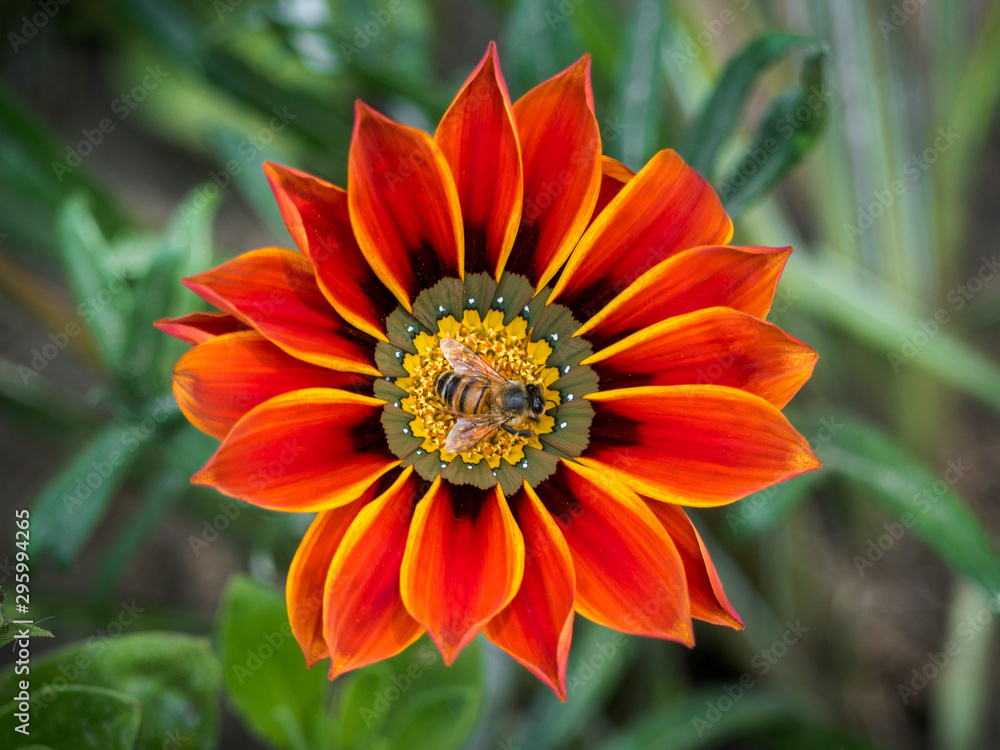 A bee over a gazania flower A bee over a gazania flower