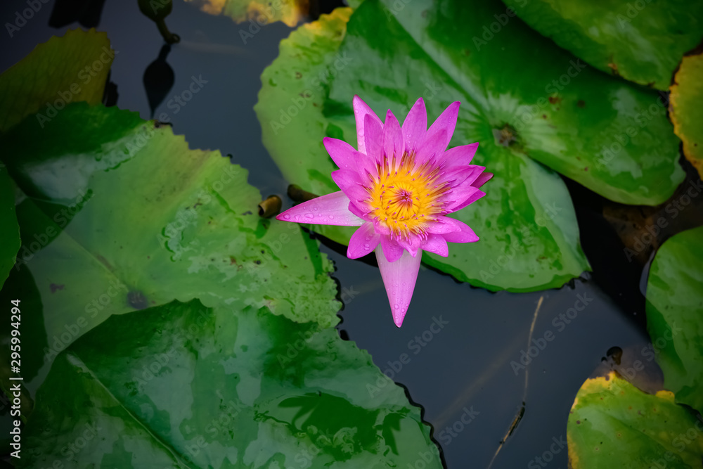beautiful lilac and yellow water lily on the pond beautiful lilac and yellow water lily on the pond