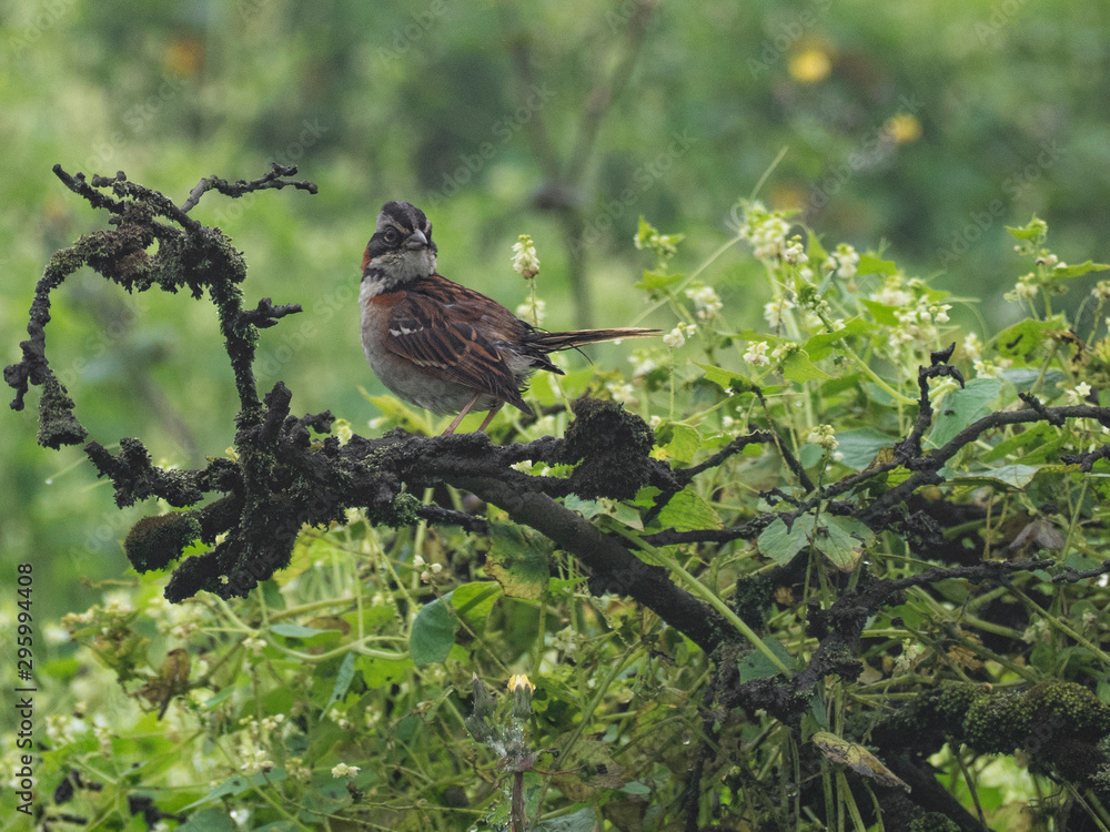 Andean sparrow in its natural habitat Andean sparrow in its natural habitat