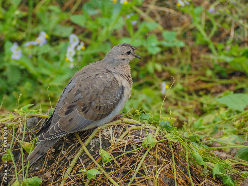 An eared dove in its natural habitat An eared dove in its natural habitat