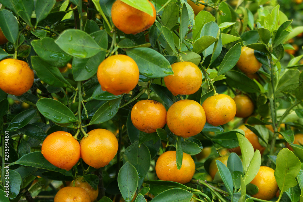 Kumquat fruits tree close up Kumquat fruits tree close up