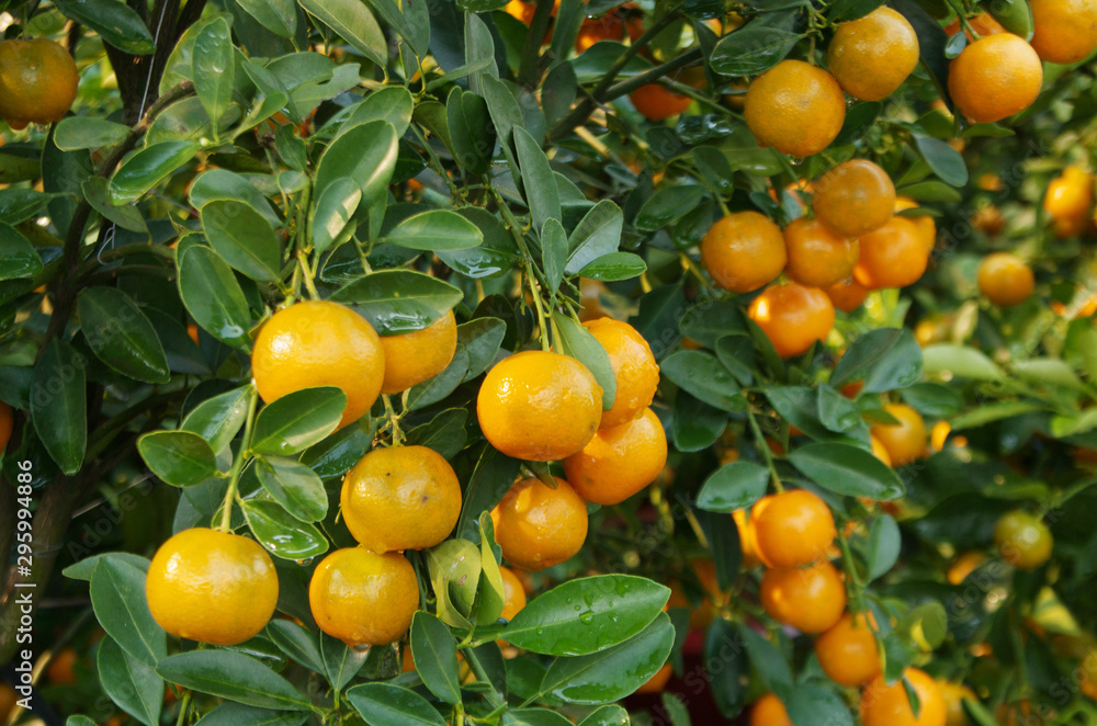 Kumquat fruits tree close up