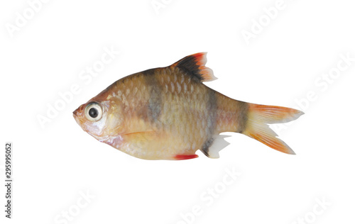 Barbus tetrazona fish isolated on white background