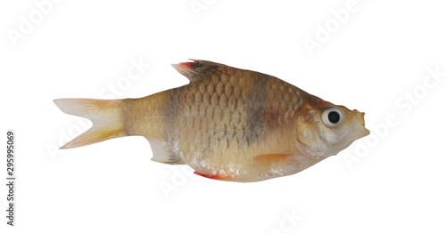 Barbus tetrazona fish isolated on white