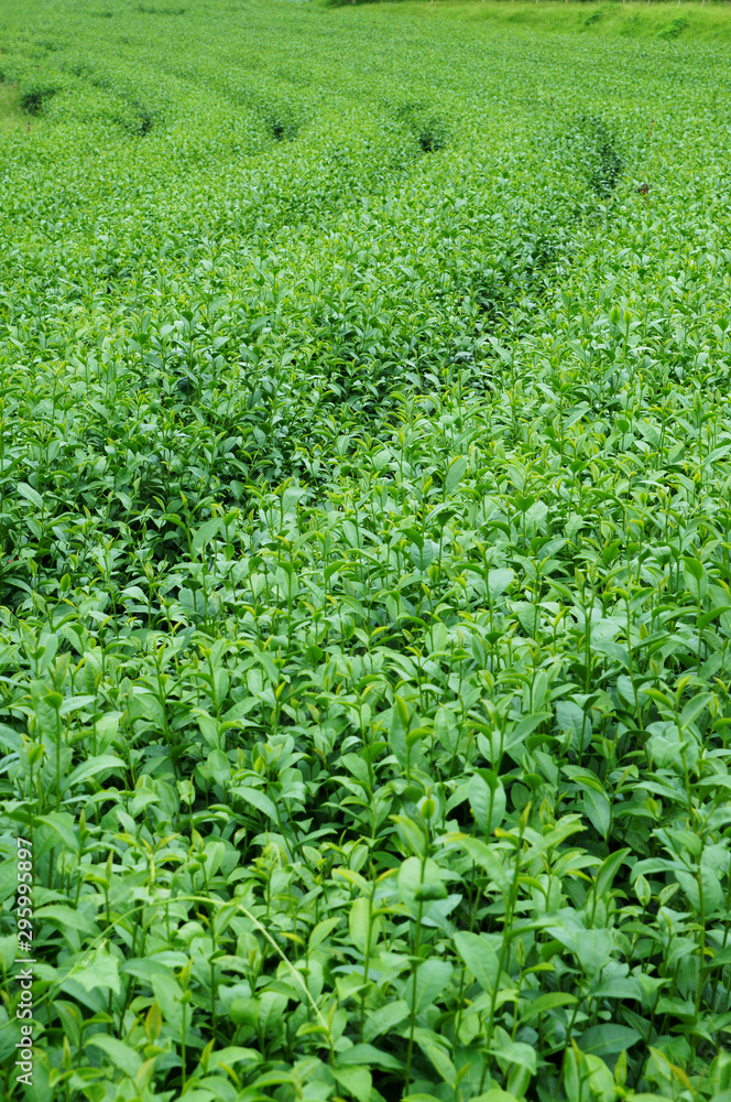 Green tea leaves on tea plantations