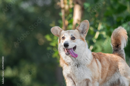 crazy mad strange dog with long tongue welsh corgi pembroke with standing ears at the walk in park