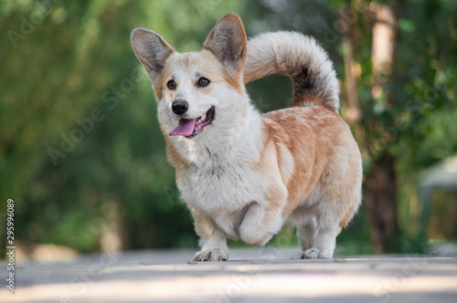 dog with long tongue welsh corgi pembroke with standing ears at the walk in park