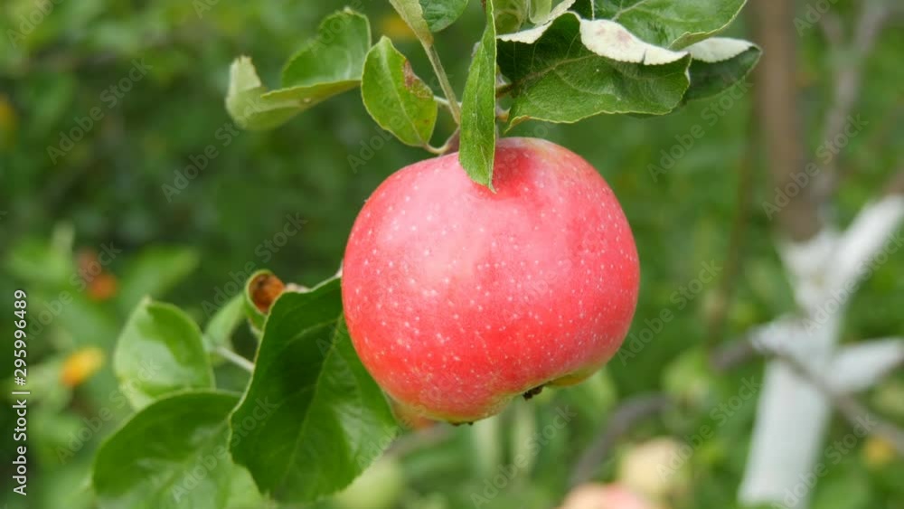 Big ripe red apple ripens on a tree branch Big ripe red apple ripens on a tree branch