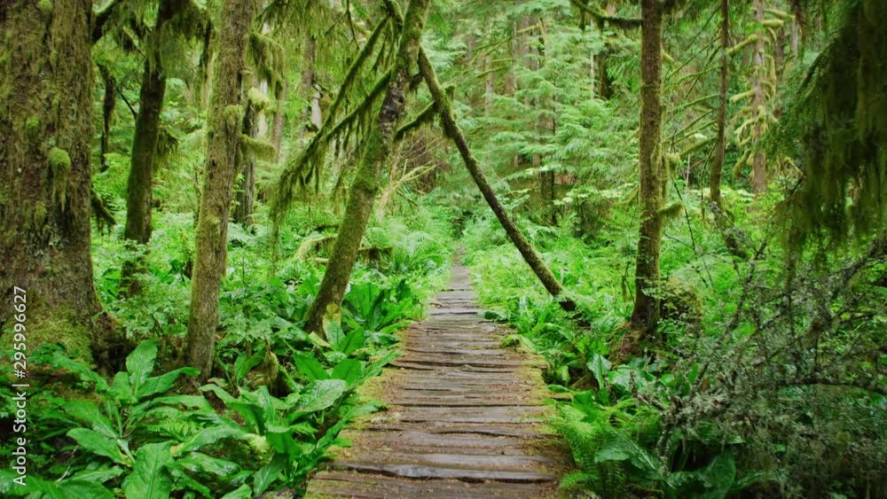 Panning shot right to left of wooden trail through a rainforest in Mount Rainier National Park Panning shot right to left of wooden trail through a rainforest in Mount Rainier National Park