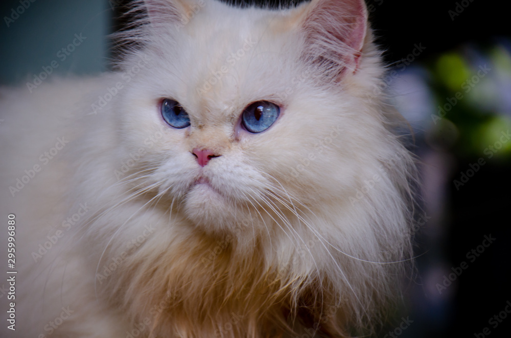 Portrait of white Persian cat with blue eyes, beautiful eyes Portrait of white Persian cat with blue eyes, beautiful eyes