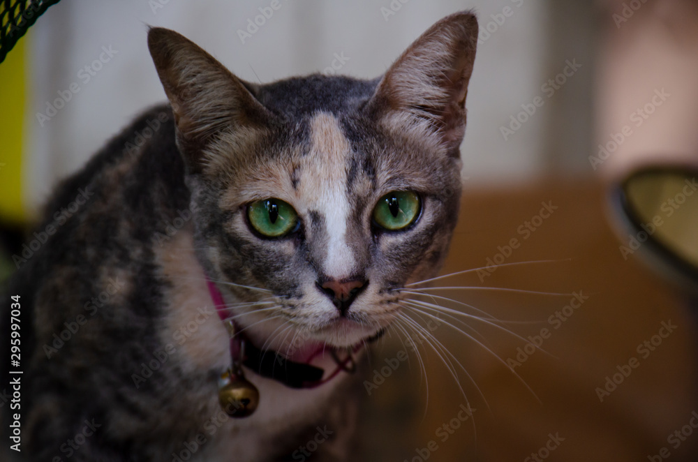 Portrait of gray striped Thai cat with beautiful green eyes