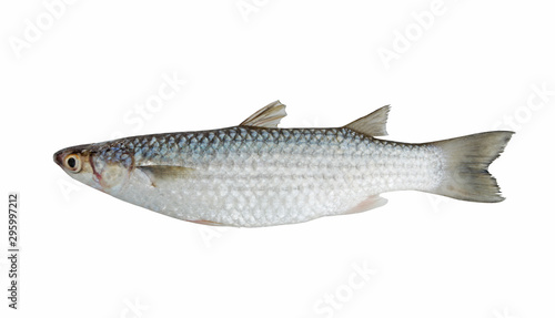 Grey mullet fish isolated 