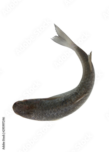 Grey mullet fish isolated on white