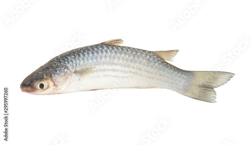 Fresh grey mullet fish isolated on white background