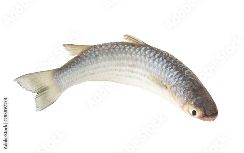 Grey mullet fish isolated on white 