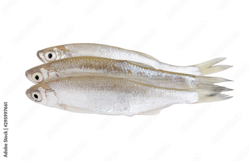 Three bleak freshwater fish isolated on white