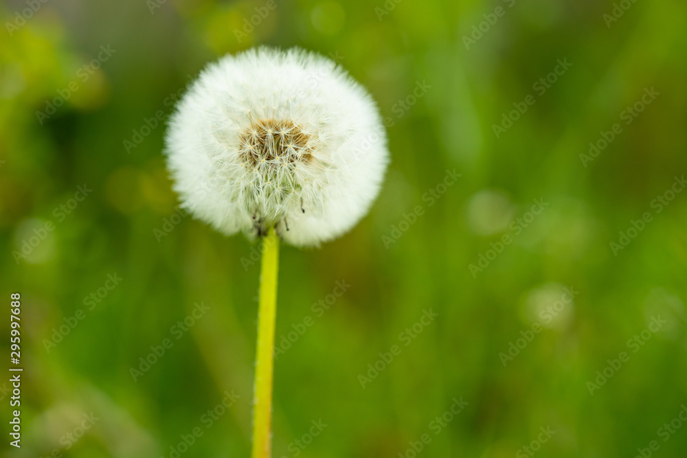 Pusteblume Frühling Natur Pusteblume Frühling Natur