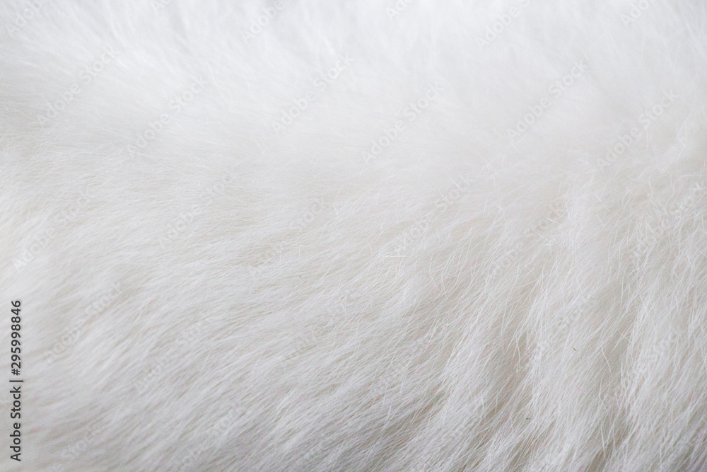 background of white cat fur-image background of white cat fur-image