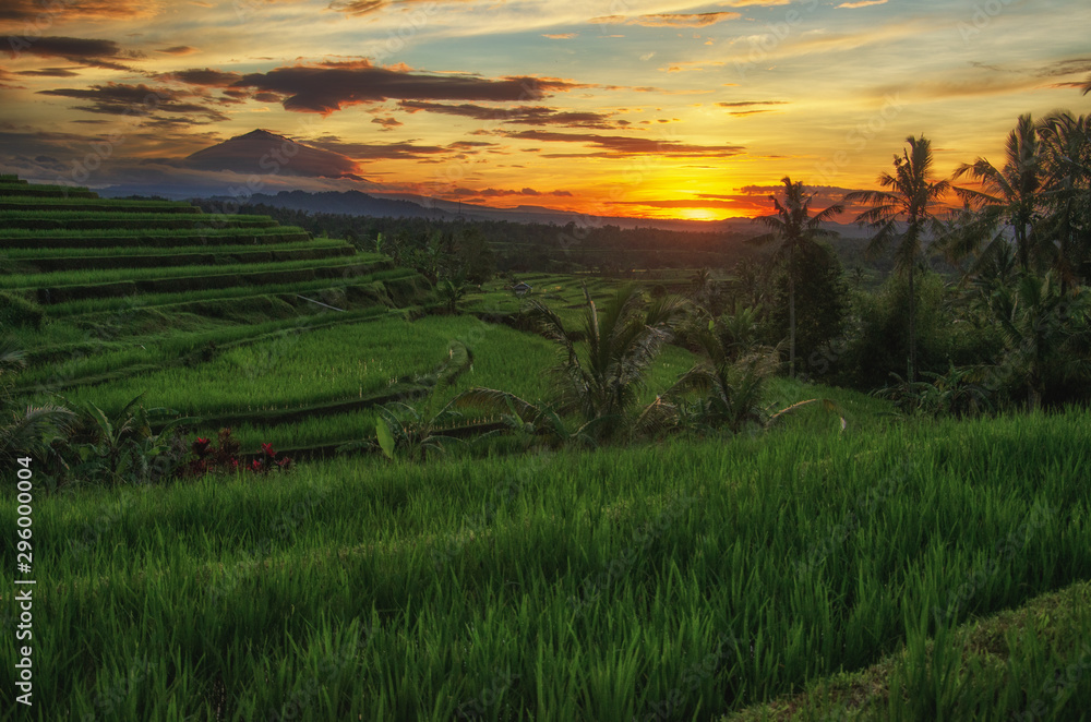 Jatiluwih Rice Terrace in Bali, Indonesia at sunrise