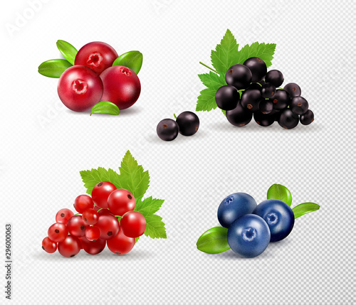 Set of vector realistic berries isolated on transparent background. Raspberry, blueberry, currant, cowberry. Forest berry. Sweet fruit. Realistic illustration. 3d vector icon set