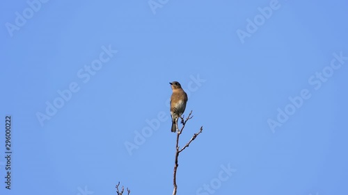 A brown and white colored thrush on a treetop with a blue sky background. 24 fps/25 sec. 40% speed. Clip 1 photo