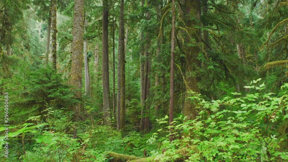 Panning shot of old growth rainforest in Mount Rainier National Park Panning shot of old growth rainforest in Mount Rainier National Park
