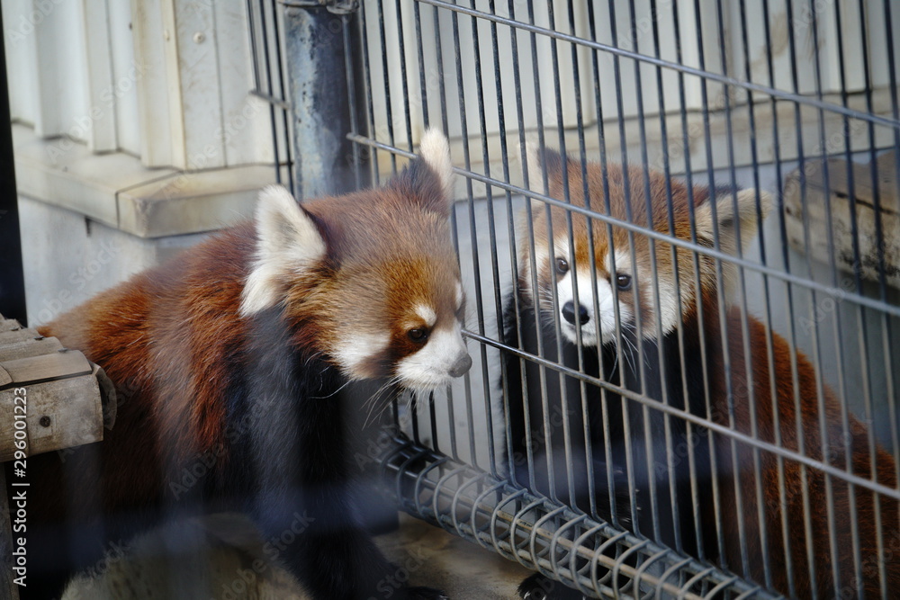 レッサーパンダ