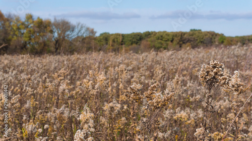 Wheat field