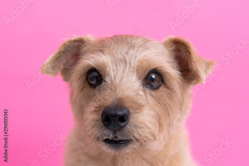 Norfolk Terrier dog against pink background