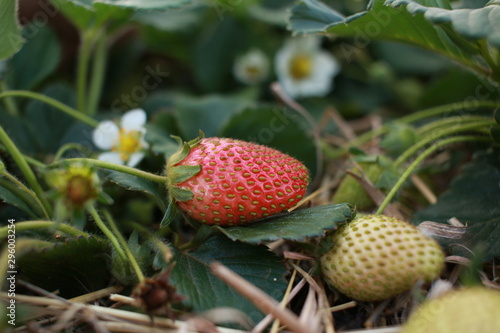 juicy red organically home grown strawberries seen from a low perspective thru leaves and strawberry flowers in a home farm garden ready to be harvested