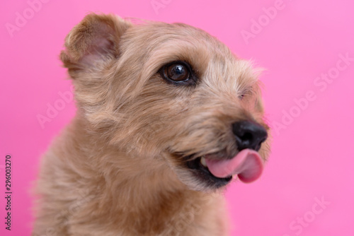 Norfolk Terrier dog against pink background