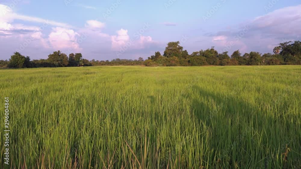 Time Lapse of a Rice Field with Blue and Cloudy Sky Time Lapse of a Rice Field with Blue and Cloudy Sky