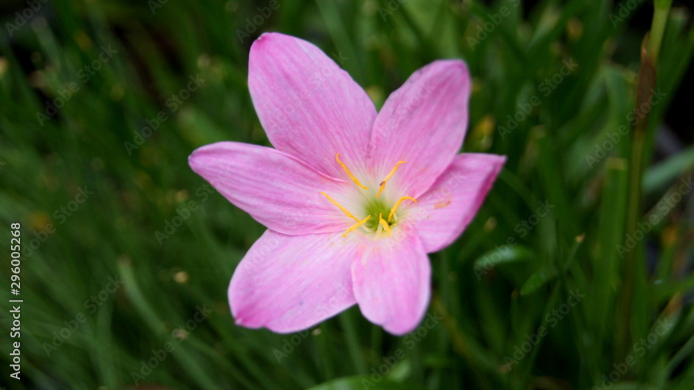 Raindrops, Rain lily, Zephyr, Fairy, Atamasco, Crocus, Peruvian swamp, Swamp, Zephyranthes spp., natural background. blooming in garden. Raindrops, Rain lily, Zephyr, Fairy, Atamasco, Crocus, Peruvian swamp, Swamp, Zephyranthes spp., natural background. blooming in garden.