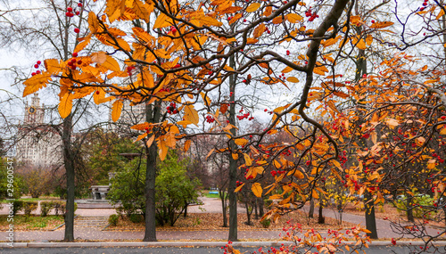 Red rowan tree branch in golden autumn campus of famous Russian university in Moscow