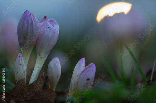 Herbstzeitlose photo