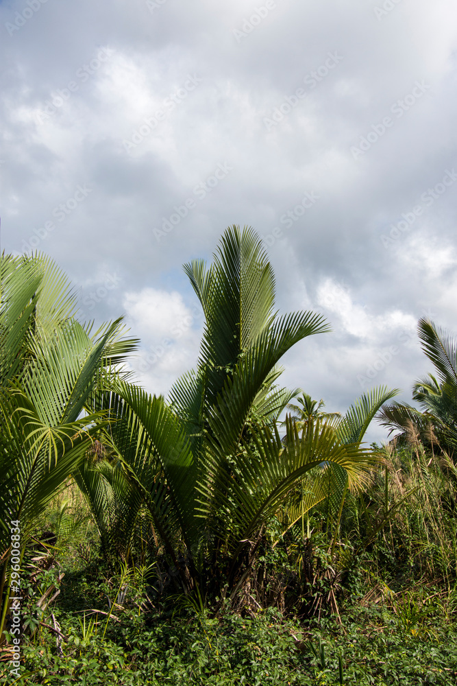 Nypa fruticans Wurmb (Mangrove Palm, Nipa Palm, Nypa Palm) on tree in mangrove forest Nypa fruticans Wurmb (Mangrove Palm, Nipa Palm, Nypa Palm) on tree in mangrove forest