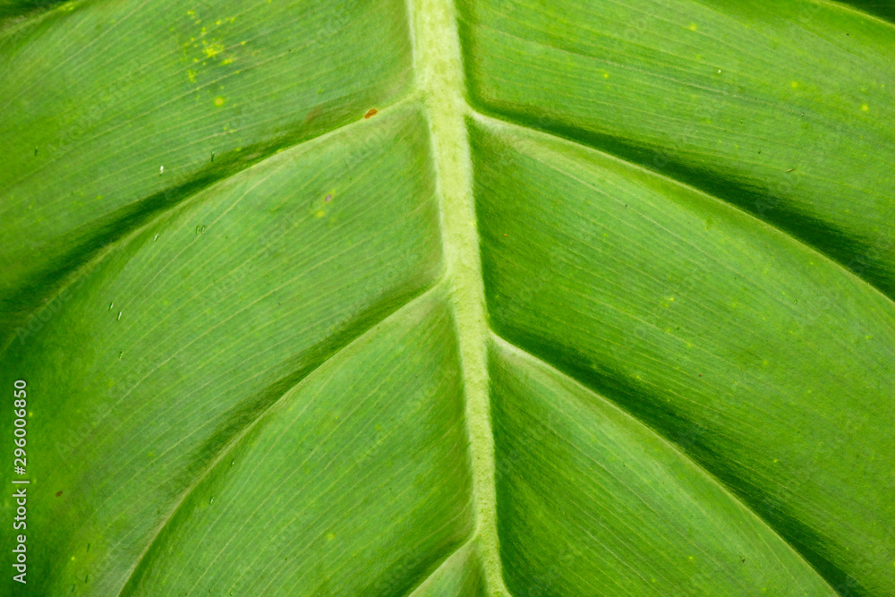Nervature of the tropical leaf in Amazon rainforest Nervature of the tropical leaf in Amazon rainforest