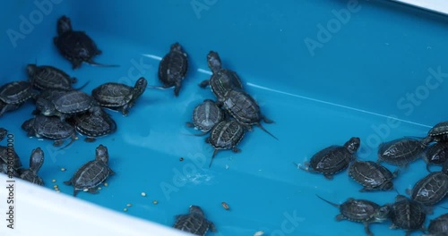 Many small water turtle sold illegally