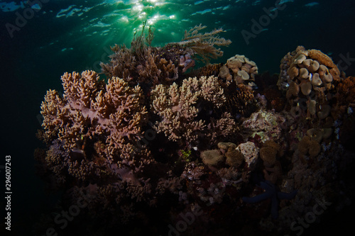 coral reef in the back light, Korallen im Gegenlicht