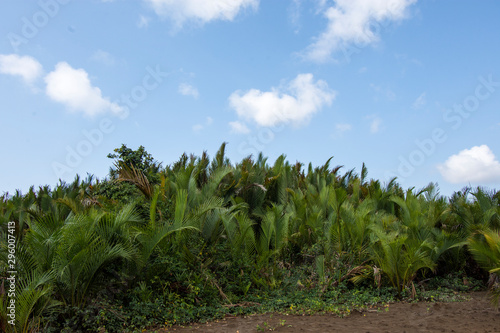 Wallpaper Mural Nypa fruticans Wurmb (Mangrove Palm, Nipa Palm, Nypa Palm) on tree in mangrove forest Torontodigital.ca
