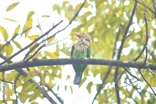 a lineated barbet (psilopogon lineatus) is sitting on a branch, west bengal in india photo