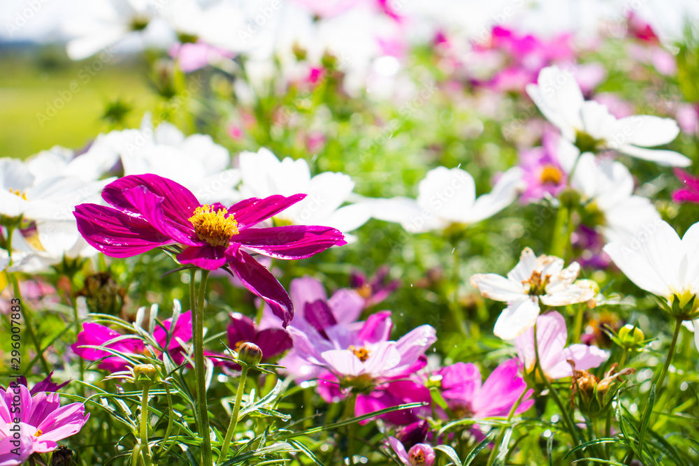 コスモスが咲いているお花畑 コスモスが咲いているお花畑