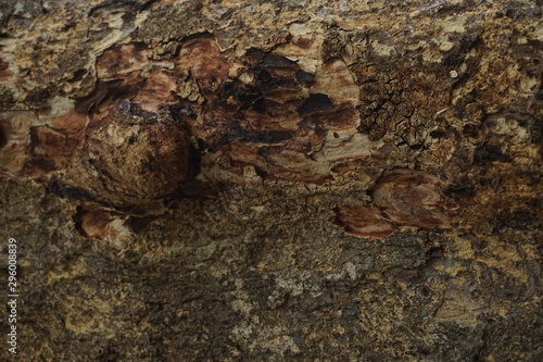 Wallpaper Mural old wood background Torontodigital.ca